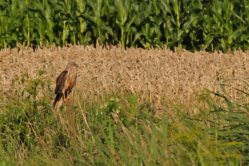 Western Marsh Harrier (Circus aeruginosus)