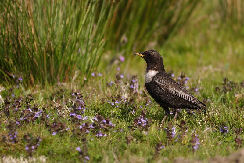 Ring Ouzel (Turdus torquatus) 
