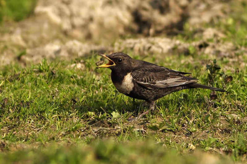Ring Ouzel (Turdus torquatus) 