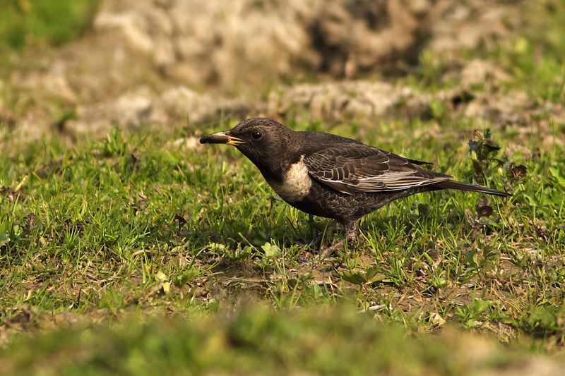 Ring Ouzel (Turdus torquatus) 