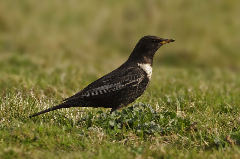 Ring Ouzel (Turdus torquatus) 
