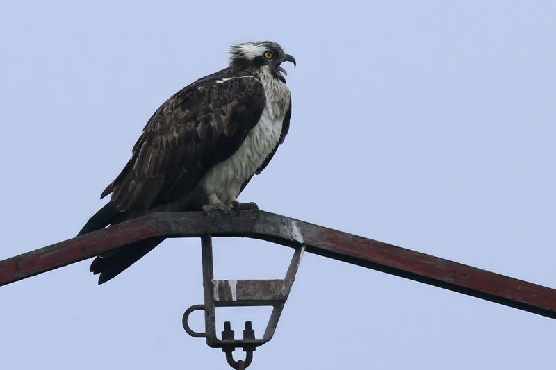 Osprey (Pandion haliaetus)