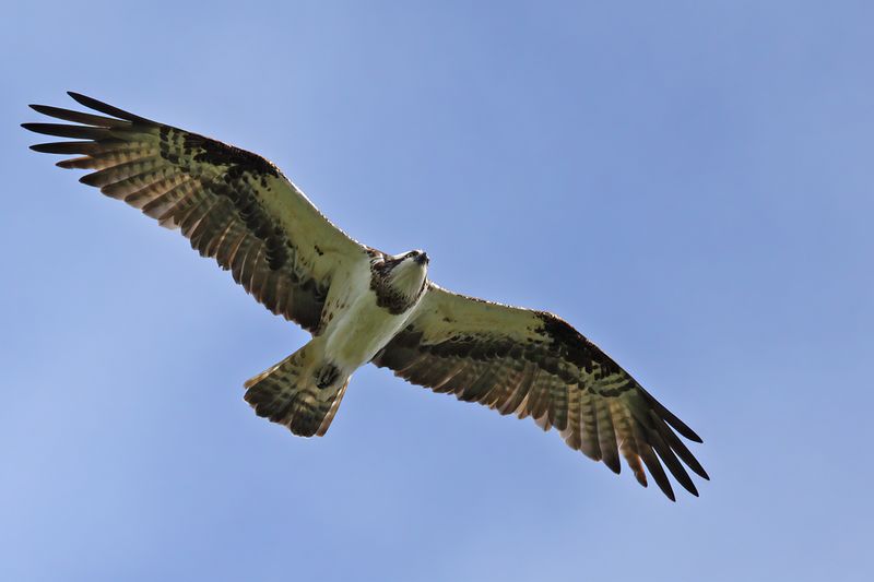Osprey (Pandion haliaetus)