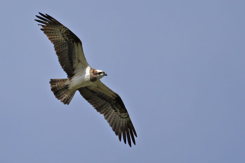 Osprey (Pandion haliaetus)