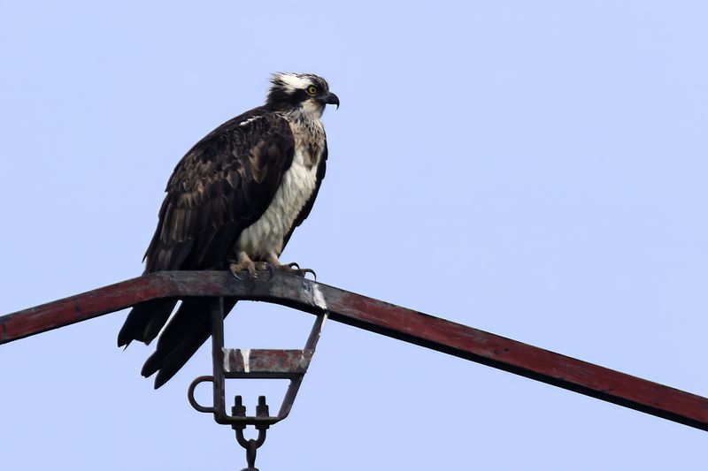 Osprey (Pandion haliaetus)