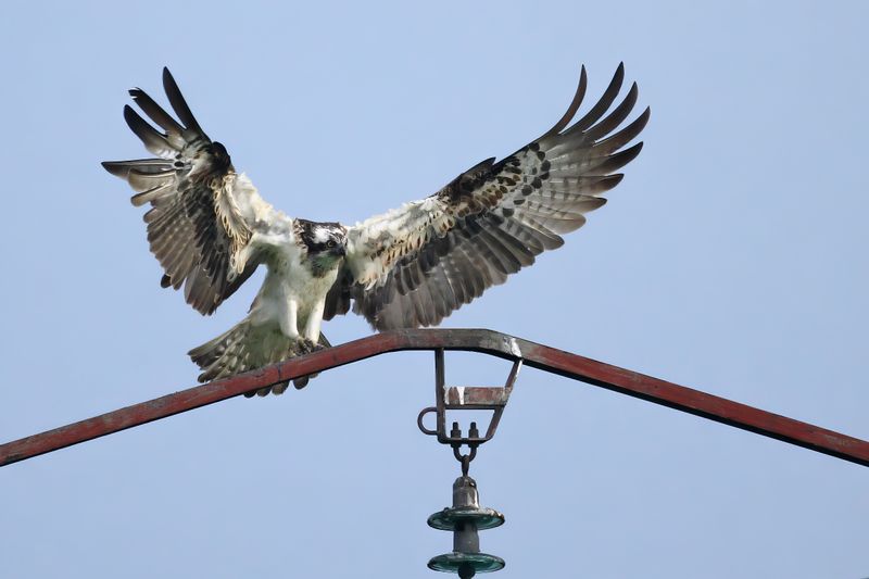 Osprey (Pandion haliaetus)