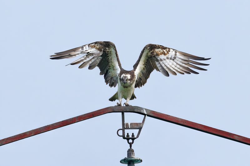Osprey (Pandion haliaetus)