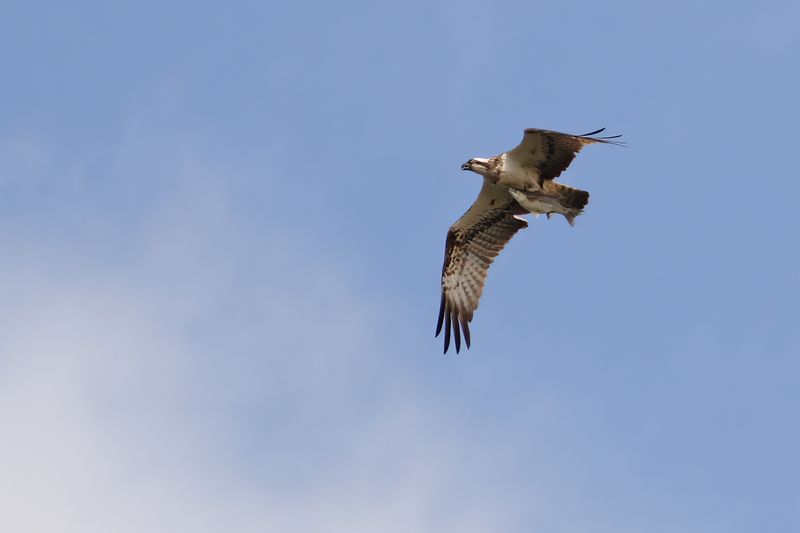 Osprey (Pandion haliaetus)