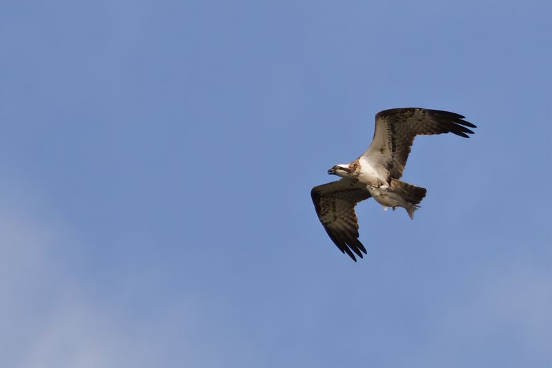 Osprey (Pandion haliaetus)