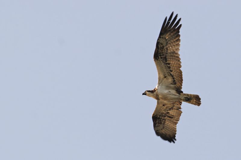 Osprey (Pandion haliaetus)