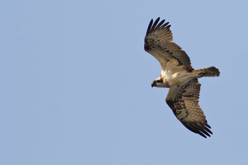 Osprey (Pandion haliaetus)