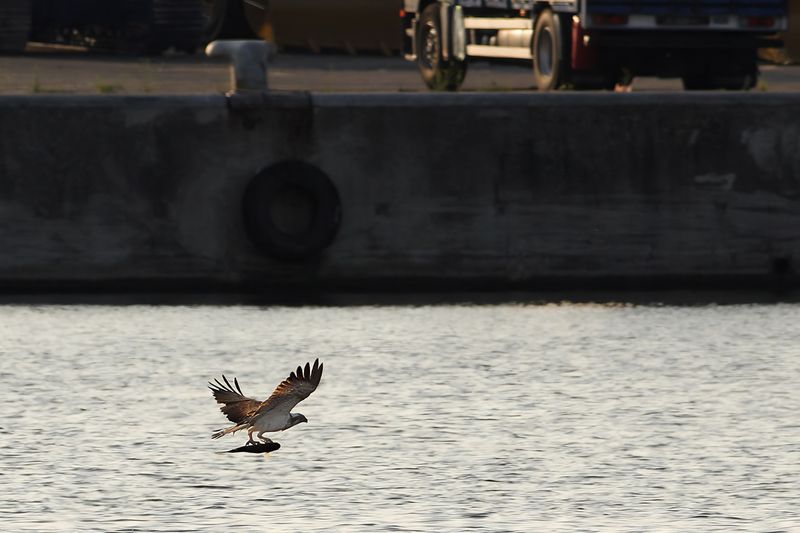 Osprey (Pandion haliaetus)