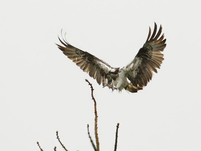 Osprey (Pandion haliaetus)