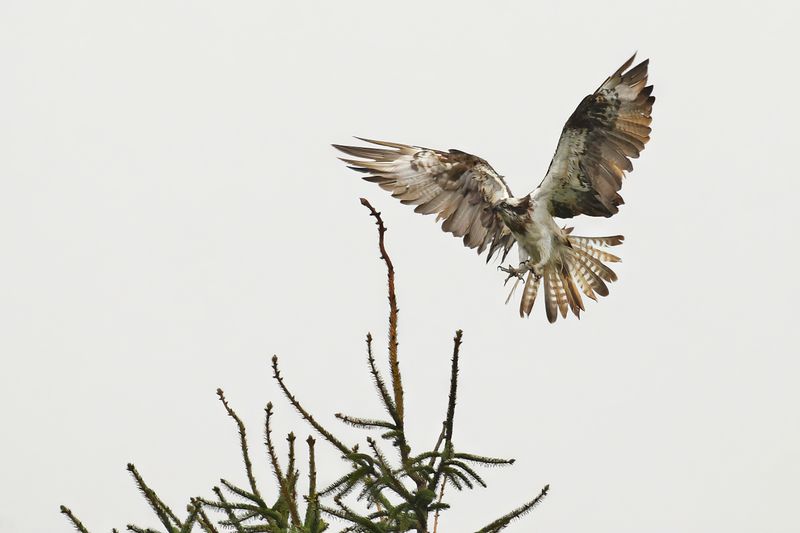 Osprey (Pandion haliaetus)