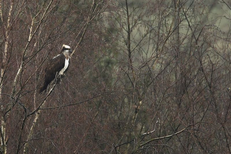 Osprey (Pandion haliaetus)