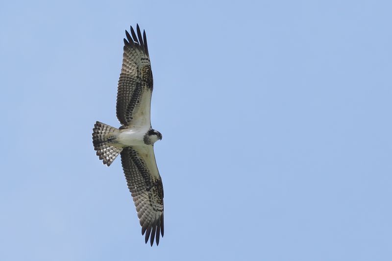 Osprey (Pandion haliaetus)