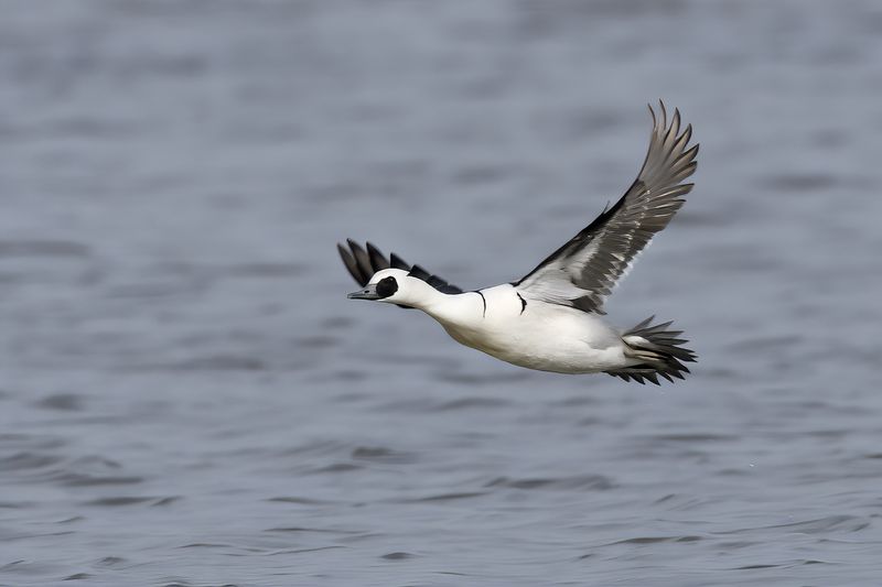 Smew (Mergellus albellus)