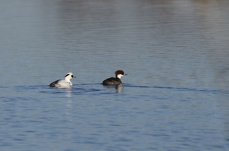 Smew (Mergellus albellus)