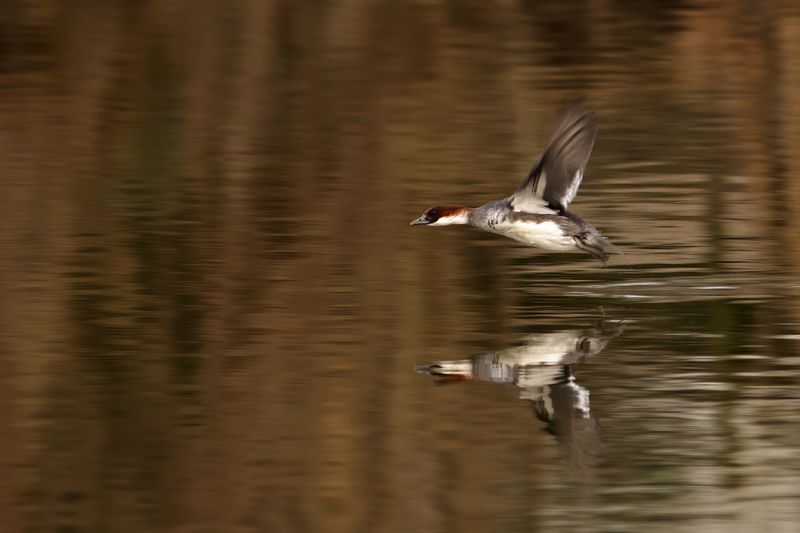 Smew (Mergellus albellus)