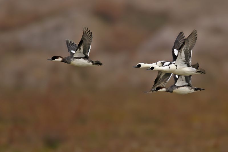 Smew (Mergellus albellus)