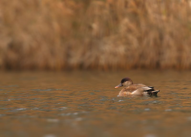 Red-Crested Pochard (Netta rufina)