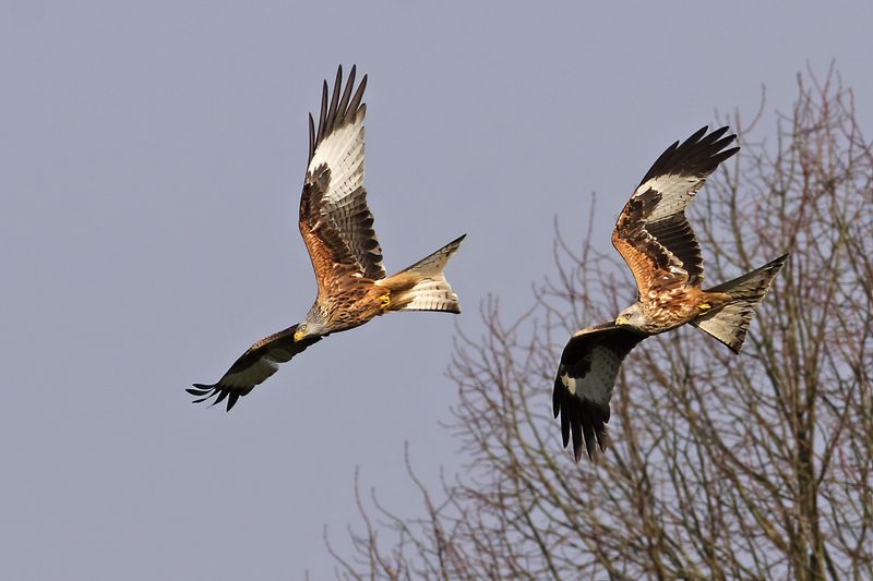 Red Kite- Milvus milvus