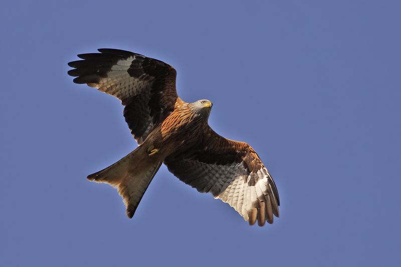 Red Kite- Milvus milvus