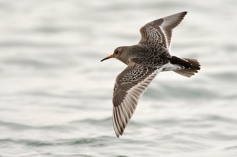 Purple Sandpiper (Calidris maritima)