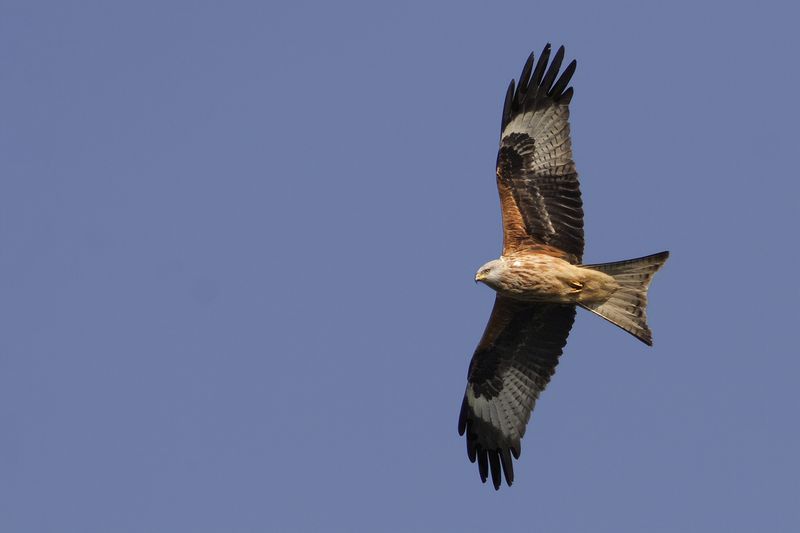 Red Kite- Milvus milvus