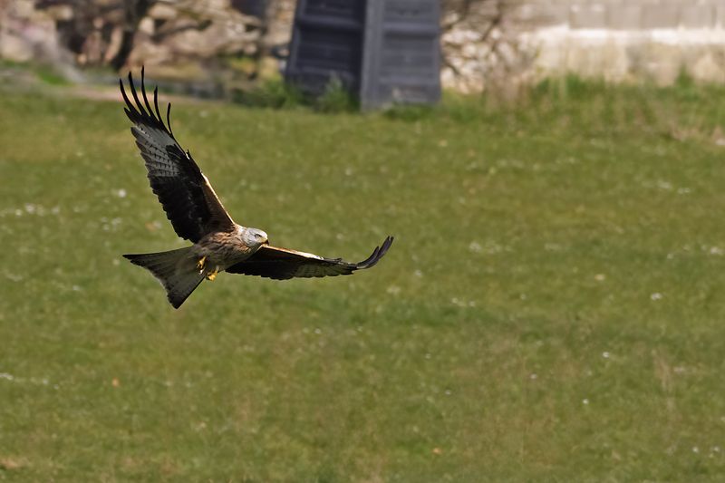 Red Kite- Milvus milvus