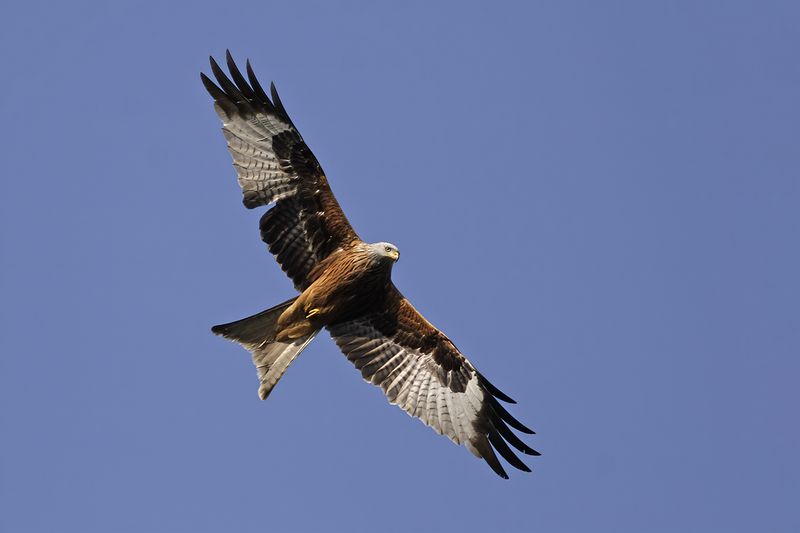 Red Kite- Milvus milvus