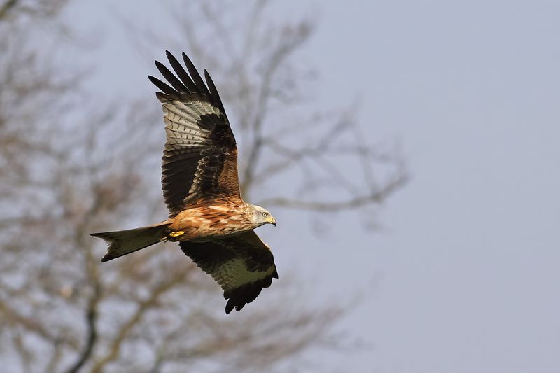 Red Kite- Milvus milvus