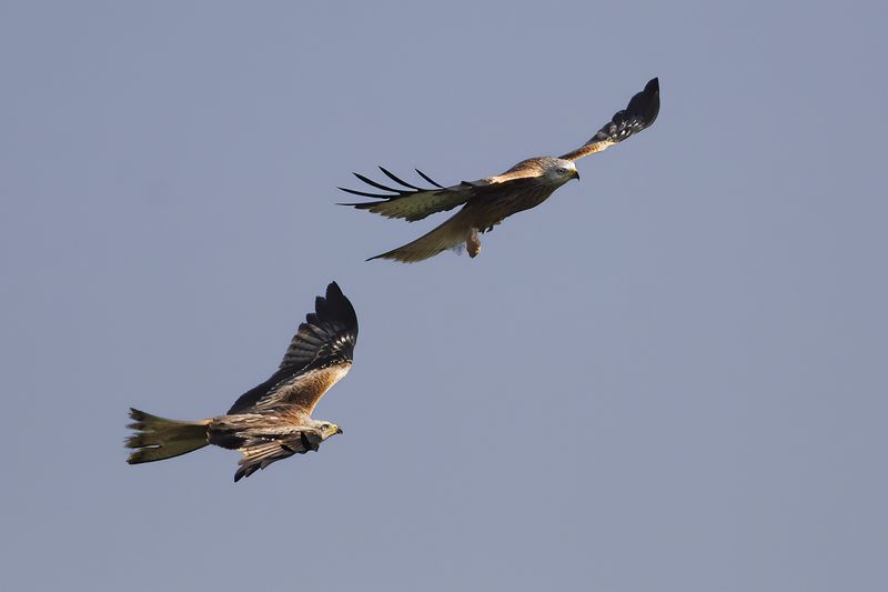 Red Kite- Milvus milvus