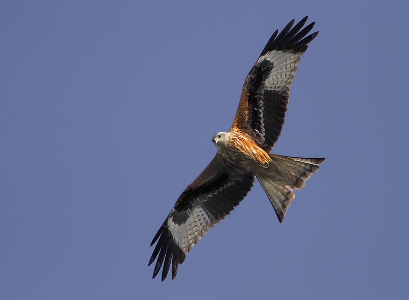 Red Kite- Milvus milvus