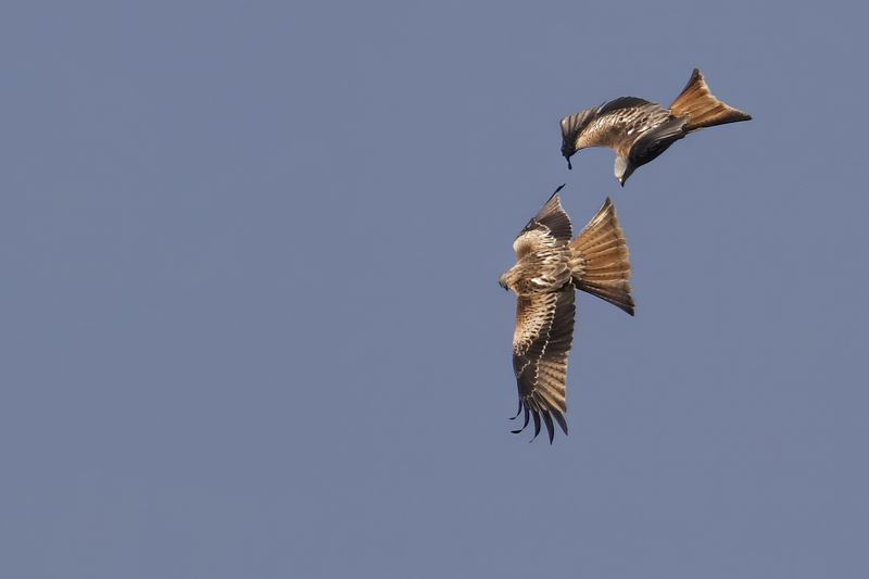 Red Kite- Milvus milvus