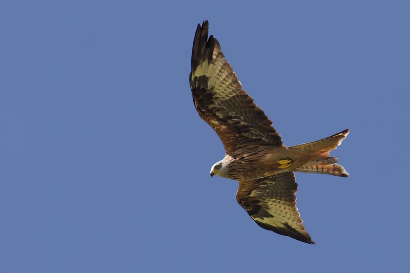 Red Kite- Milvus milvus