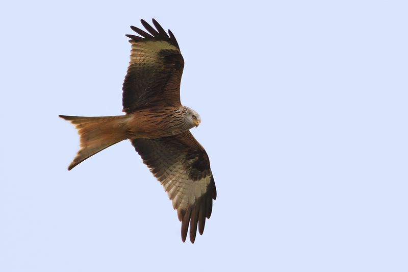 Red Kite- Milvus milvus