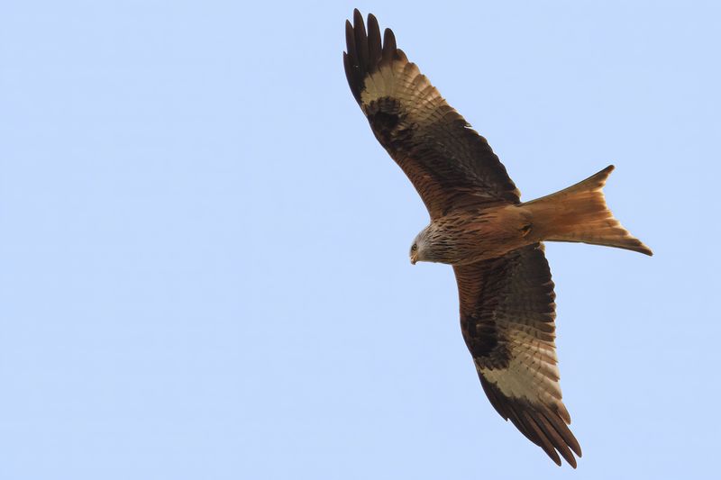 Red Kite- Milvus milvus