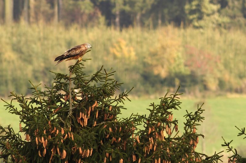 Red Kite- Milvus milvus