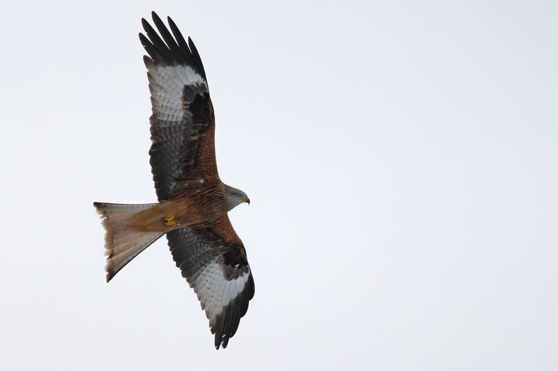 Red Kite- Milvus milvus