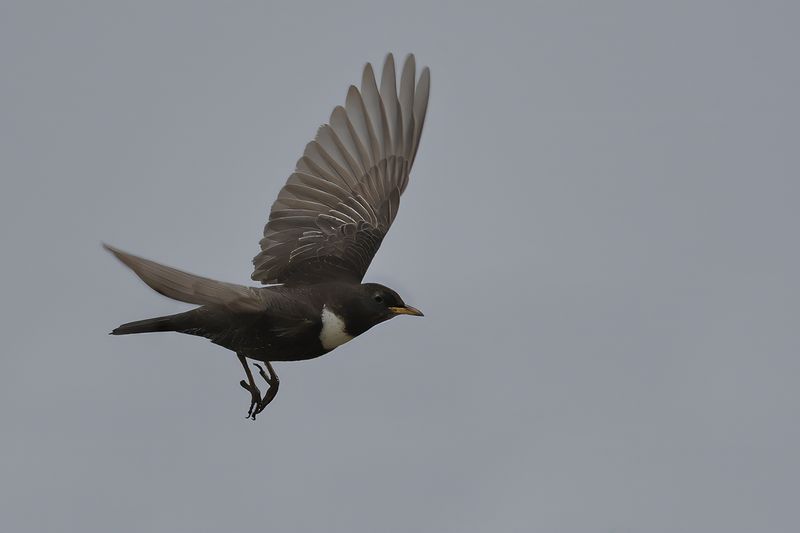 Ring Ouzel (Turdus torquatus) 