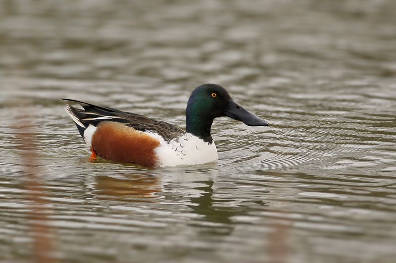 Northern Shoveler (Anas clypeata)