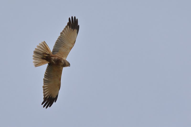 Western Marsh Harrier (Circus aeruginosus)