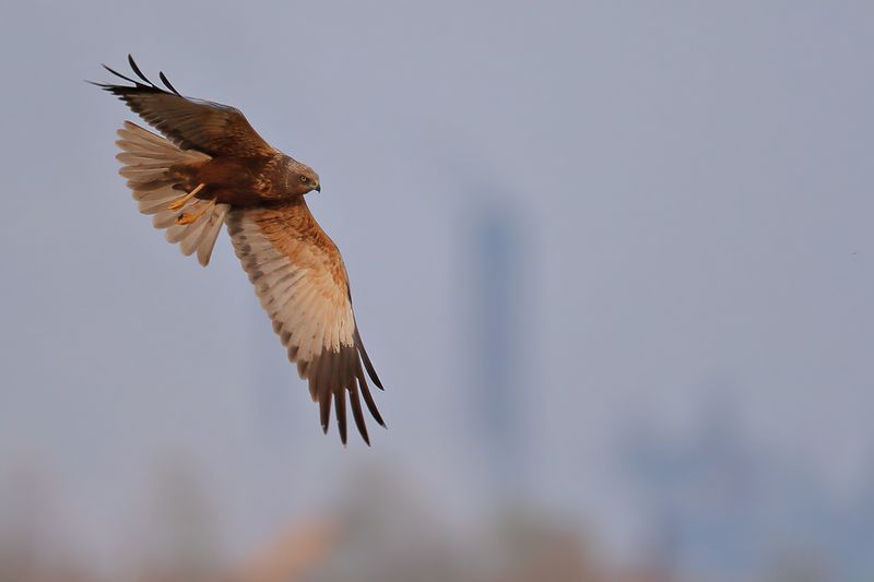Western Marsh Harrier (Circus aeruginosus)
