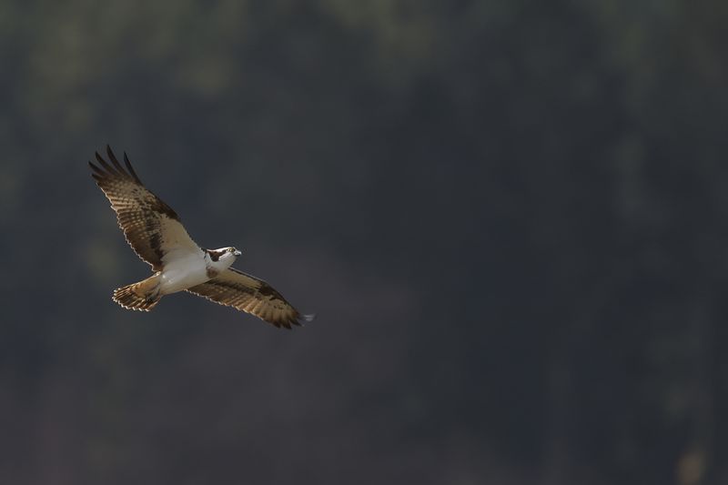 Osprey (Pandion haliaetus)