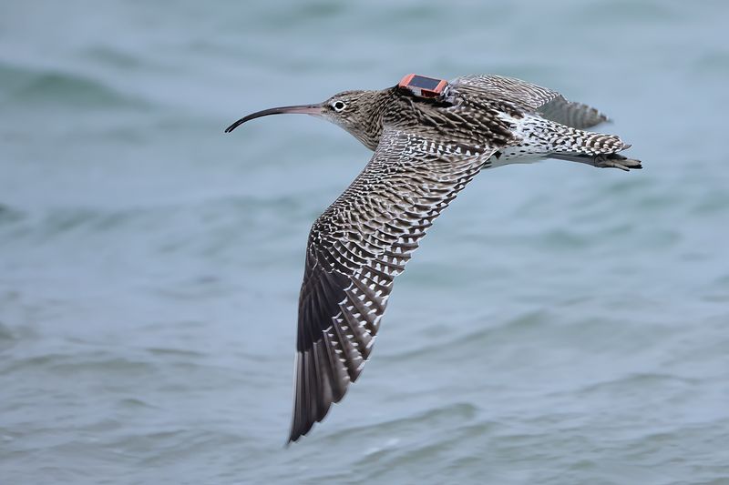 Curlew (Numenius arquata)