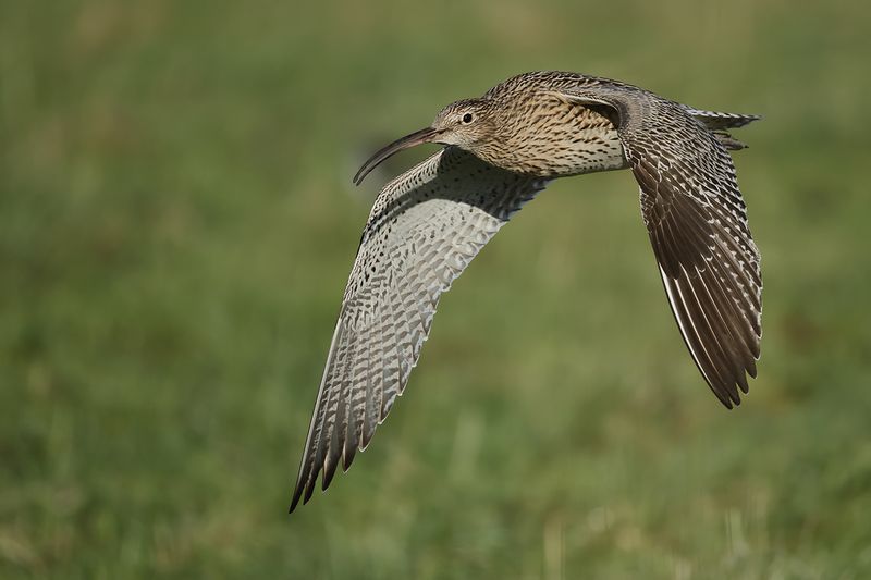 Curlew (Numenius arquata)