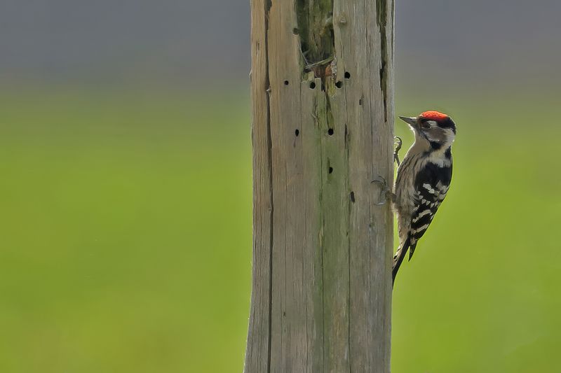 Lesser Spotted Woodpecker (Dryobates minor)