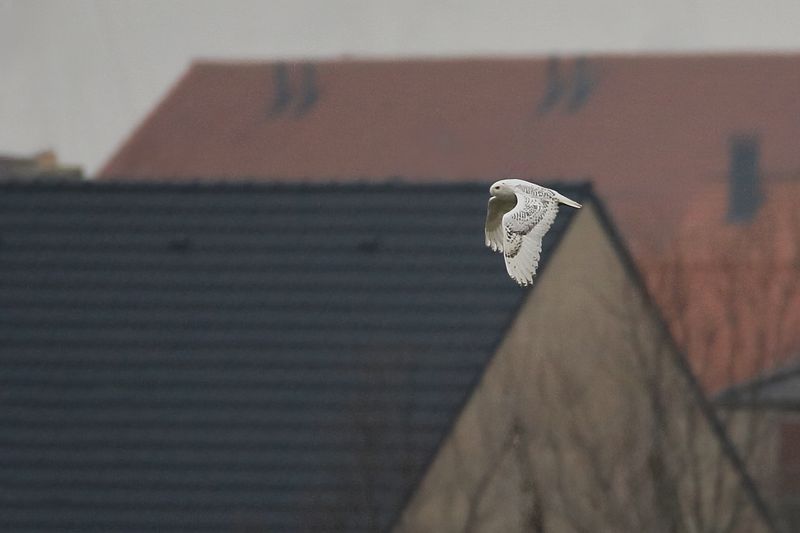 Snowy Owl (Bubo scandiacus)