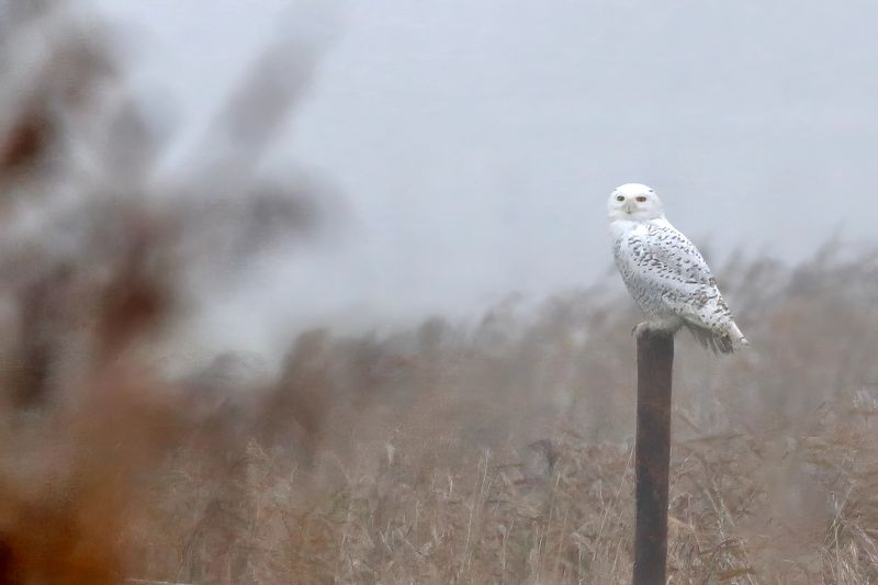 Snowy Owl (Bubo scandiacus)